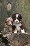 BERGER AUSTRALIEN PUPPIES 805